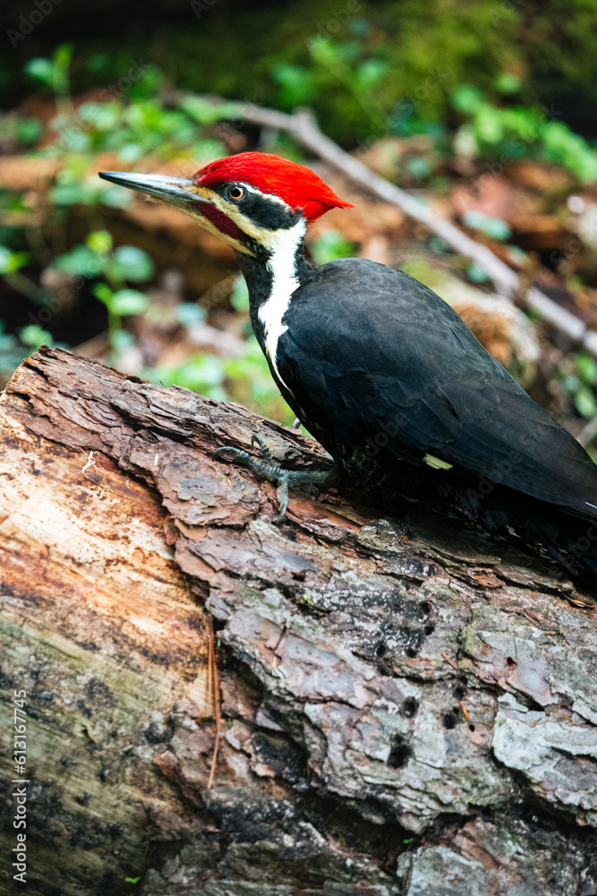 Pileated woodpecker sitting on a tree in the forest. The Dryocopus