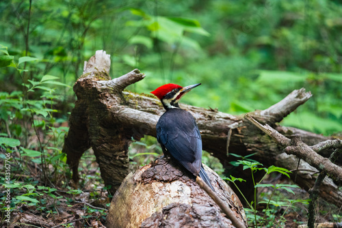 Pileated woodpecker sitting on a tree in the forest. The Dryocopus pileatus is the largest type of Woodpecker in North America photo