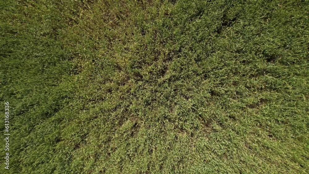 Aerial top view of green wheat or oat field. Aerial top view of green wheat or oat field.