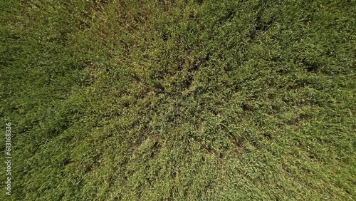 Aerial top view of green wheat or oat field.