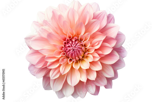 Elegant Blossom  Rose Flower Isolated on Transparent Background Generative AI