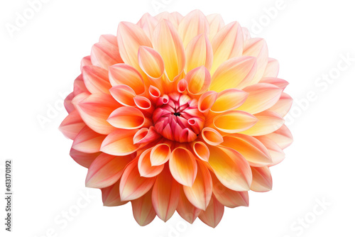 Elegant Blossom: Rose Flower Isolated on Transparent Background Generative AI © Ecleposs