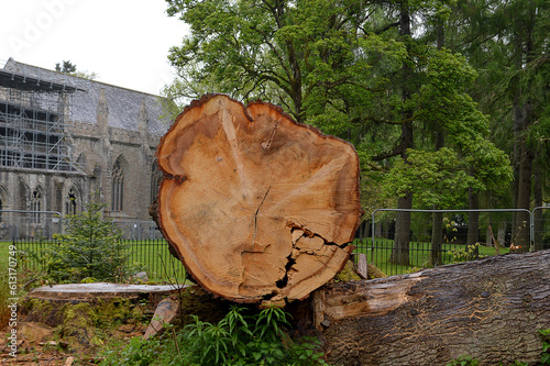 Fallen ancient tree at Dunkeld Cathedral, Perthshire, Scotland