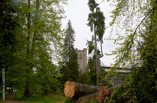 Trees in the grounds beside Dunkeld Cathedral. Perthshire, Scotland photo