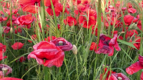 Field of red poppies. Red poppy flowers. Live footage of a poppy field.