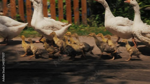 a flock of geese runs on the ground. Little goslings run on the ground. Young goslings with geese on the farm. Breeding geese on a poultry farm. Rural landscape with thickets.