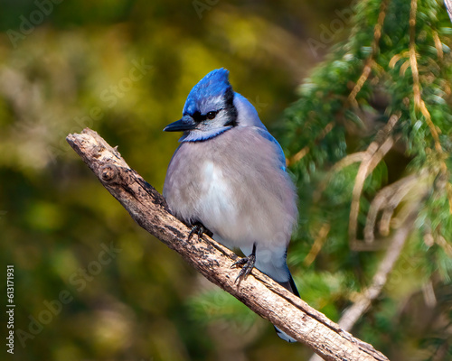 Blue Jay Photo and Image. Close-up view perched on a coniferous tree branch with a forest blur background in its environment and habitat surrounding. Jay Picture.