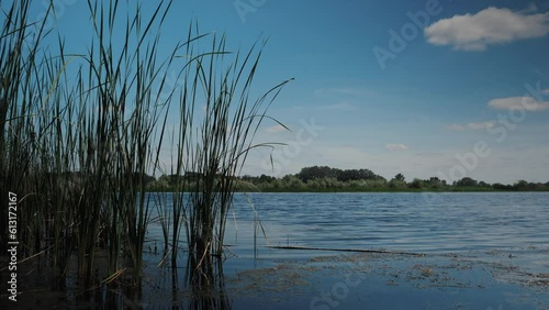 green fresh reeds in the light near the lake. dawn on the lake view of the river at dawn. A young green reed grows near the river. A green reed sways in the wind.