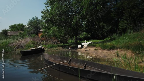 Wild geese on the river bank against the background of wooden boats. wooden boat near the river bank. geese near the river against the background of boats. river landscape in the village.