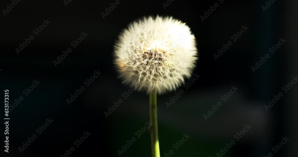 Setting fire to a dandelion with sunlight through a lens Setting fire to a dandelion with sunlight through a lens