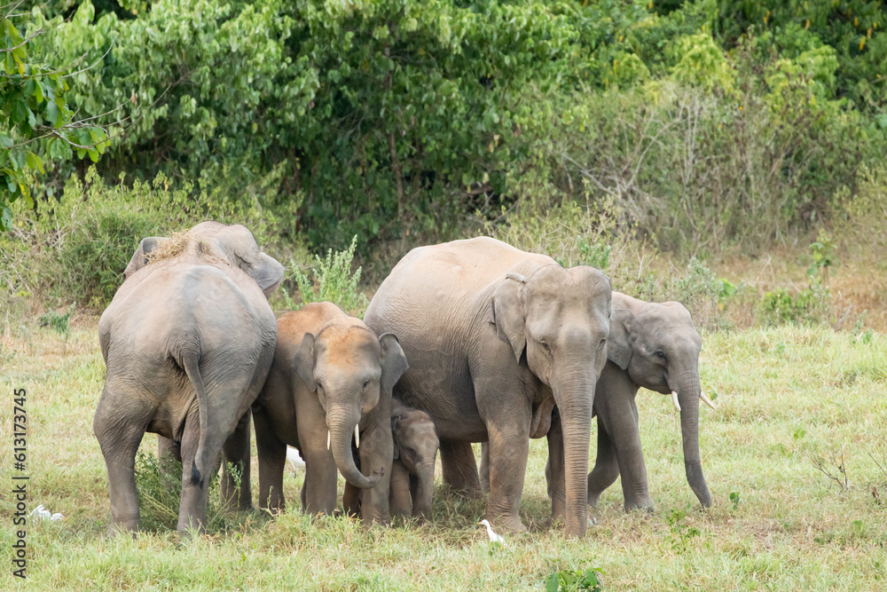 Asian elephant is nation animal in Thailand.