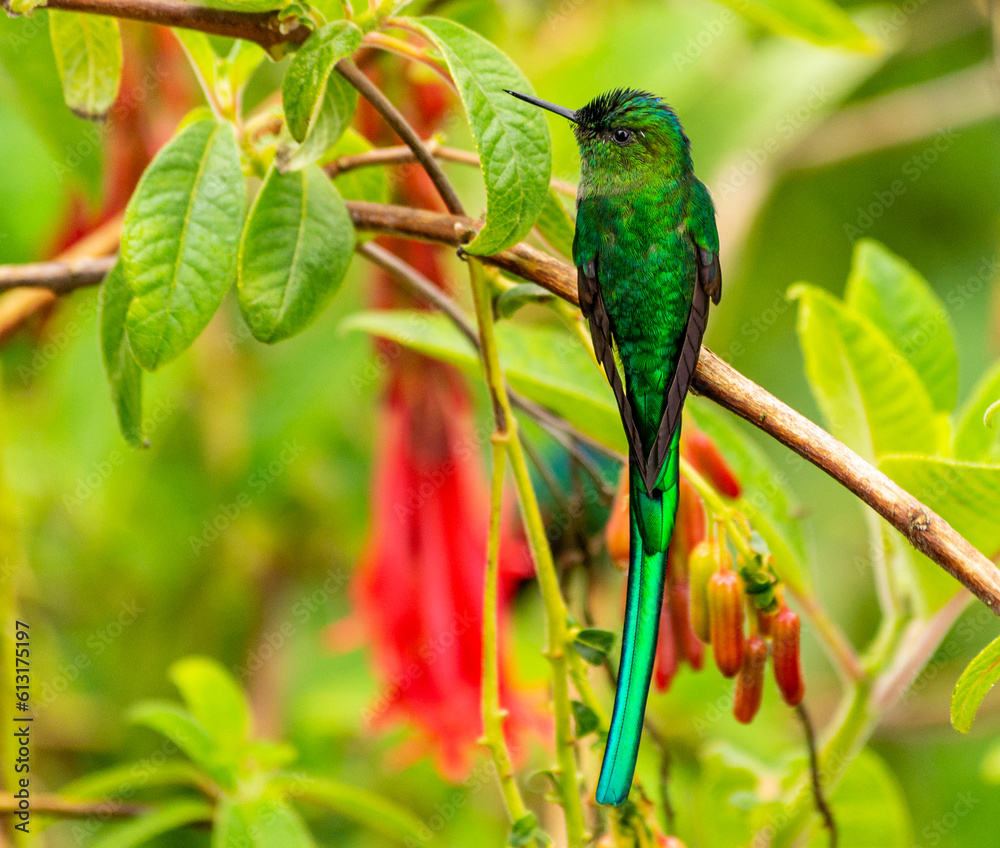 Fototapeta premium Colibri silfo coliverde (Aglaiocercus kingi)