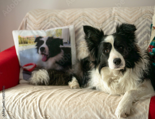 Cute border collie see you by the sofa, his puppy picture on the pillow.