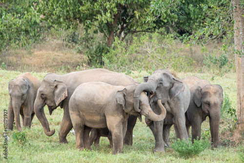 Asian elephant is nation animal in Thailand.