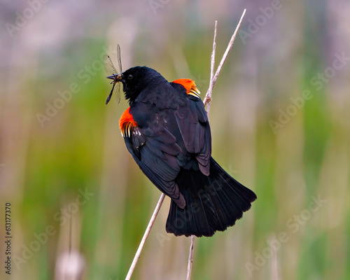 Red-Winged Blackbird Photo and Image. Male perched on twig with colourful background with a drafonfly in its beak. photo