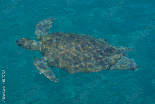 Green turtle swimming in the sea