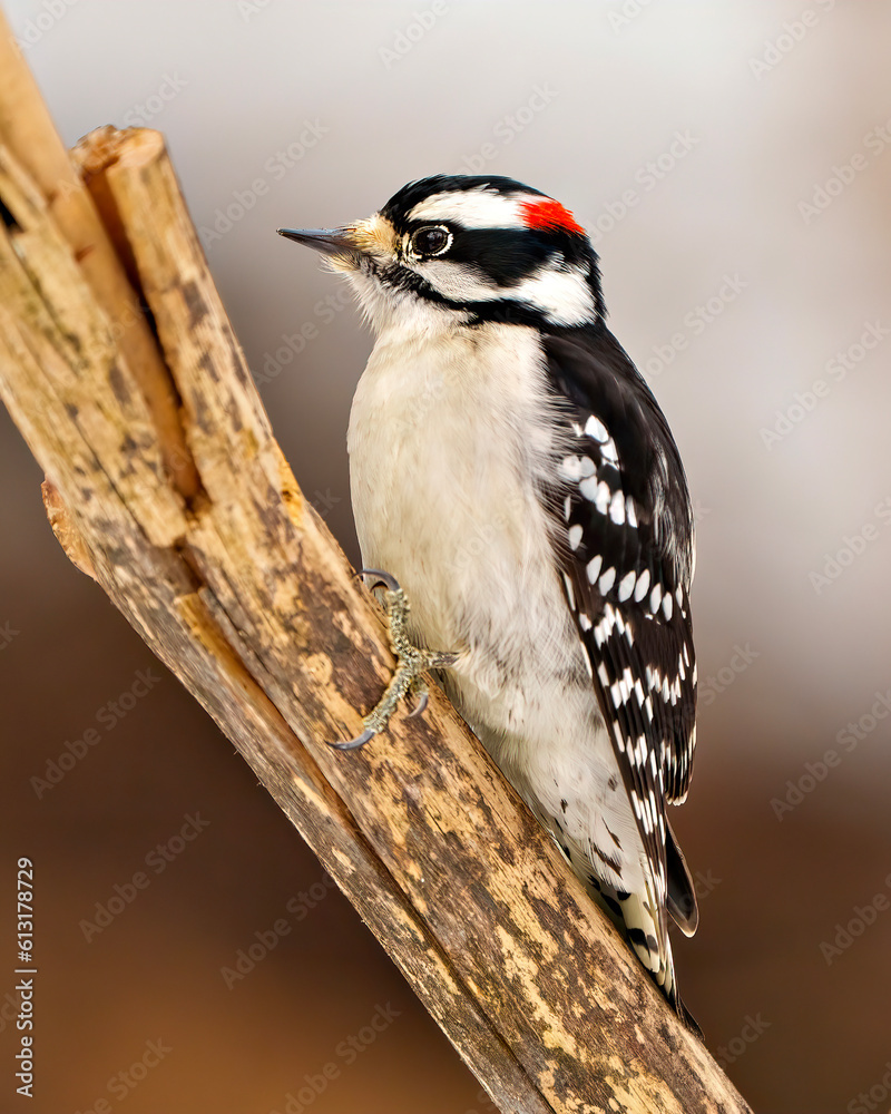 Obraz premium Woodpecker Photo and Image. Male close-up climbing a death tree twig with a blur background in its environment and habitat surrounding.