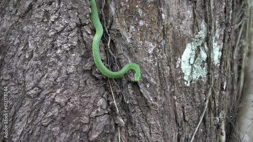 Green Mountain Racer or Gonyosoma prasine rare Snake in Thailand and Southeast-Asia. photo