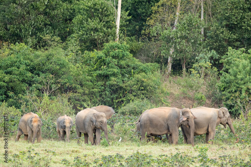 Asian elephant is nation animal in Thailand.