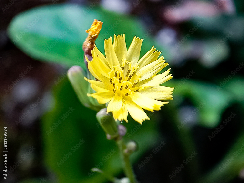 Lactuca serriola, also called prickly lettuce, milk thistle, compass ...