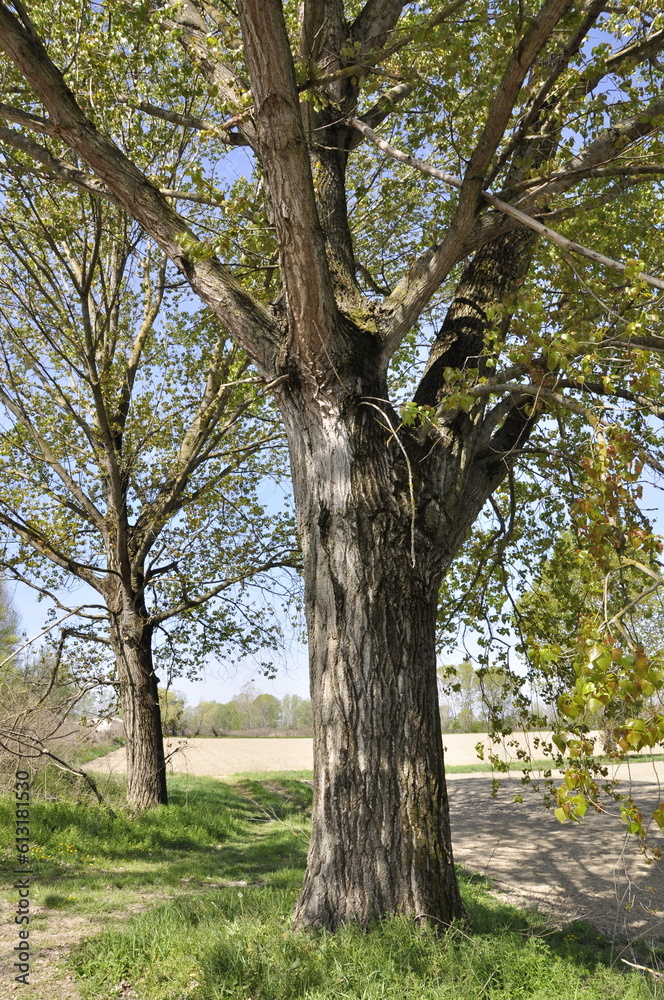 a magnificent tree in a rural area, concept of park and outdoor activities and nautal environment