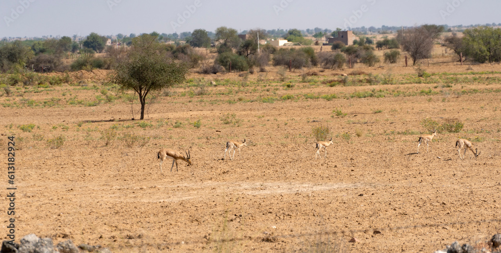India pod of gazelles in the Indian savannah India pod of gazelles in the Indian savannah