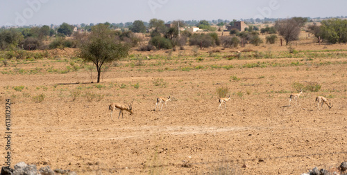 India pod of gazelles in the Indian savannah