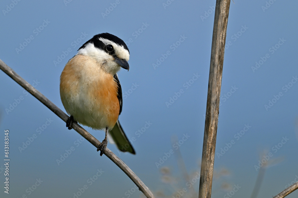 Masked shrike // Maskenwürger (Lanius nubicus) - Evros Delta, Greece Masked shrike // Maskenwürger (Lanius nubicus) - Evros Delta, Greece