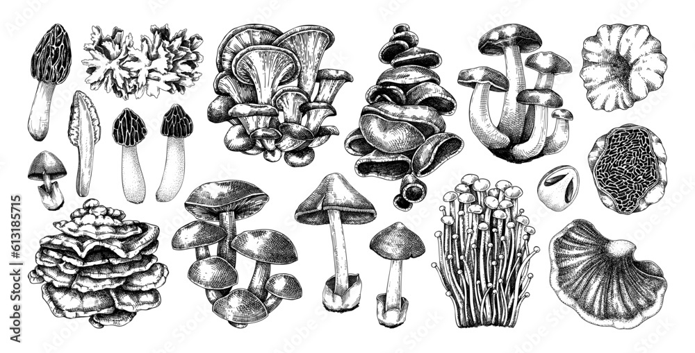 Hand-drawn mushrooms on chalkboard. Edible fungus sketches. Fungal protein, mycoprotein source, plant-based food, vegetarian product. Vector illustrations for packaging, menu, banner Hand-drawn mushrooms on chalkboard. Edible fungus sketches. Fungal protein, mycoprotein source, plant-based food, vegetarian product. Vector illustrations for packaging, menu, banner