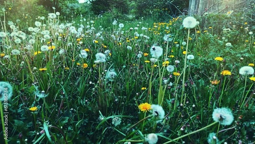 the road in white dandelions evening sunshine 4k video