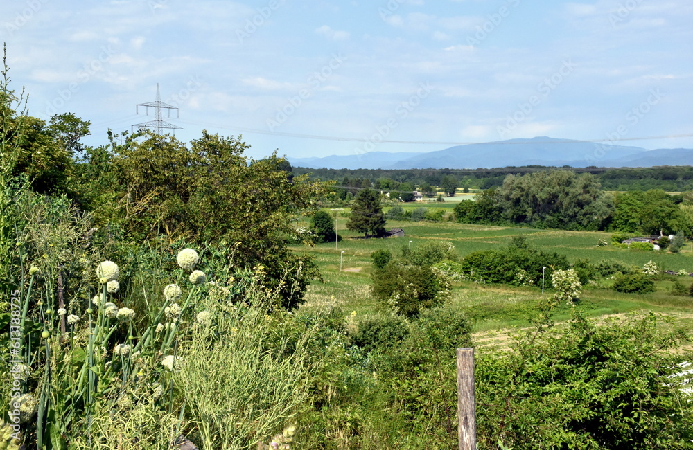Frühlingslandschaft in Freiburg-Opfingen Frühlingslandschaft in Freiburg-Opfingen