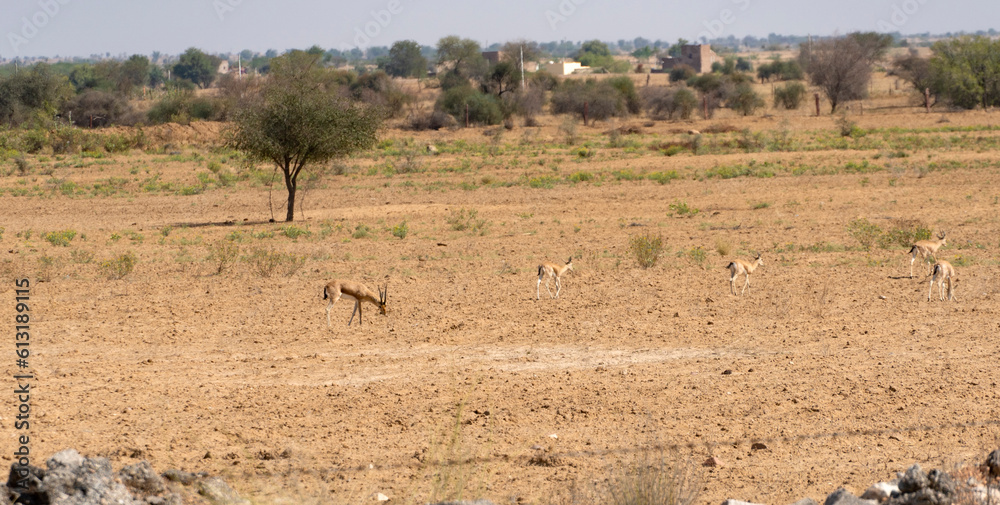 India pod of gazelles in the Indian savannah