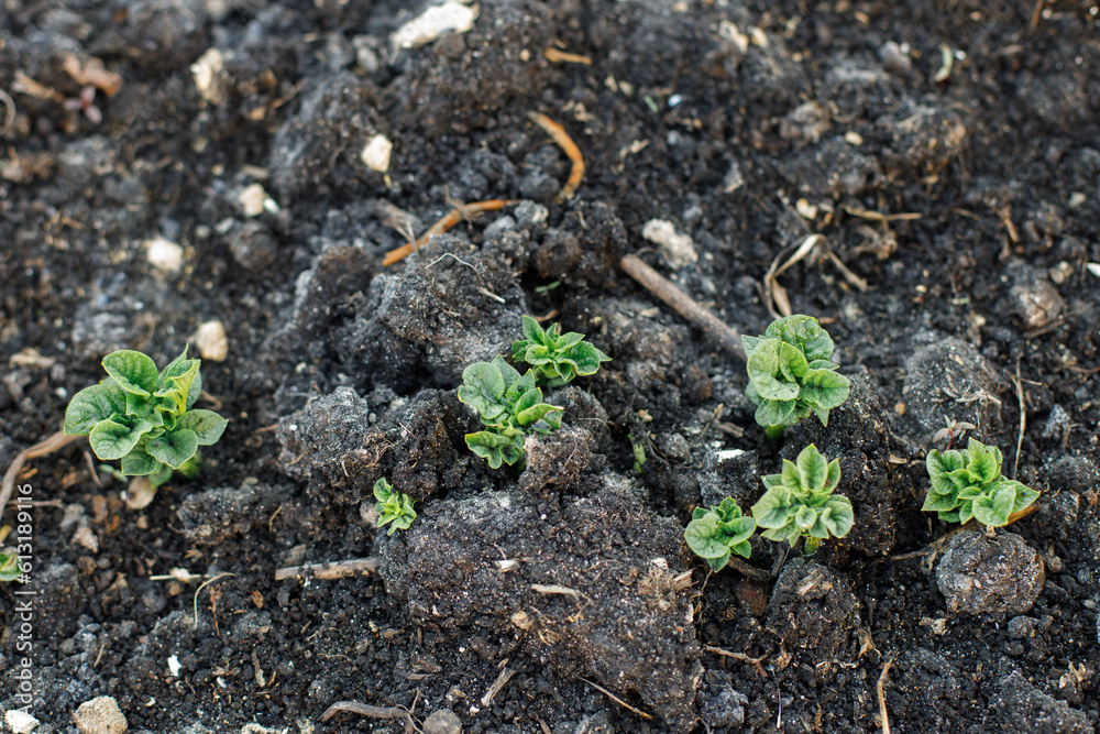 Potatoes growing from soil, urban garden. Sprouts of potato close up. Home grown food and organic vegetable. Community garden Potatoes growing from soil, urban garden. Sprouts of potato close up. Home grown food and organic vegetable. Community garden