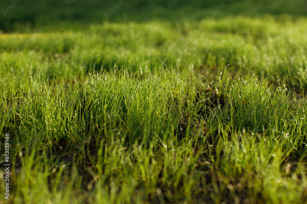 Green lawn grass close up in sunlight. Summer garden and lawn. Green grass with water drops wallpaper