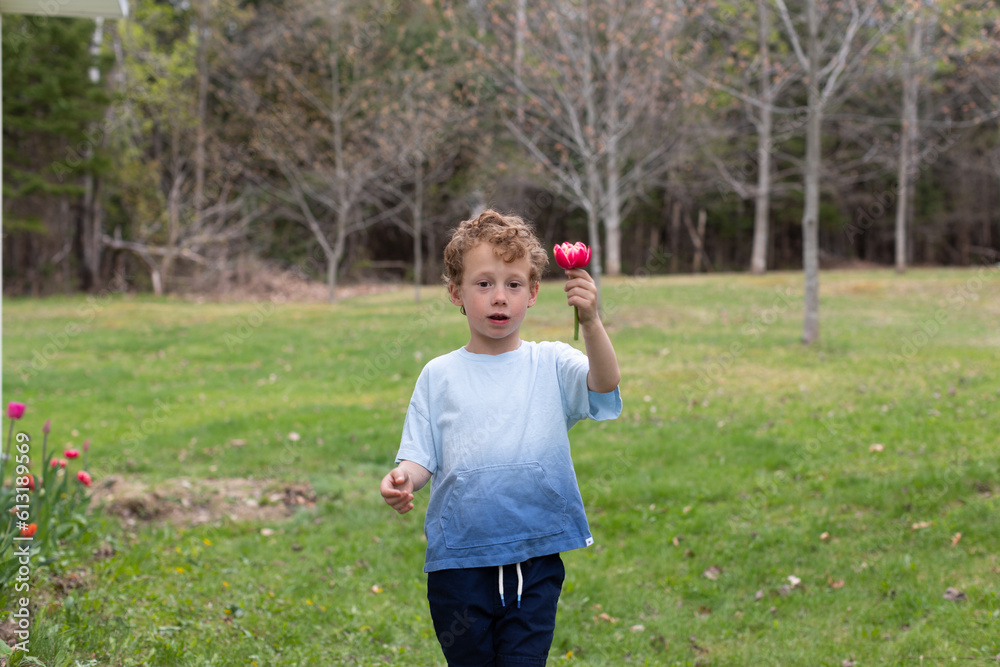 A young boy holding a freshly picked tulips from the garden. A young boy holding a freshly picked tulips from the garden.