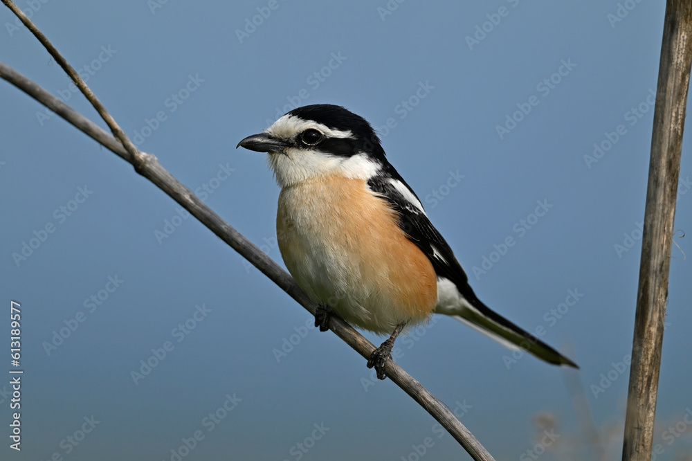 Masked shrike // Maskenwürger (Lanius nubicus) - Evros Delta, Greece Masked shrike // Maskenwürger (Lanius nubicus) - Evros Delta, Greece