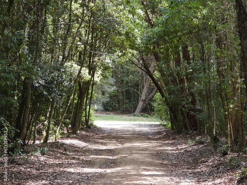 Camino dentro del bosque