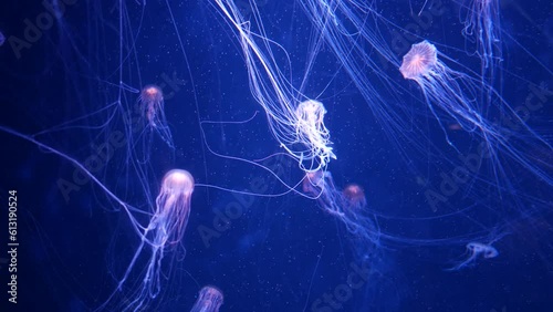 Close-up Jellyfish, Medusa in fish tank with neon light.Aquarium tank.
