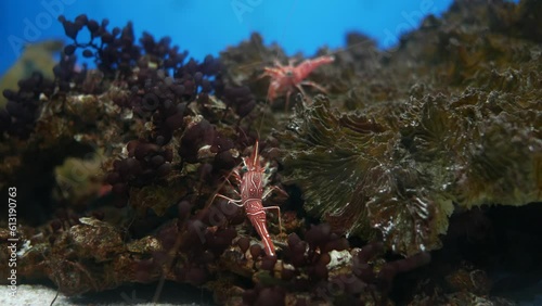 Hinge- beak shrimp, It is beautiful small shrimp in fish tank.