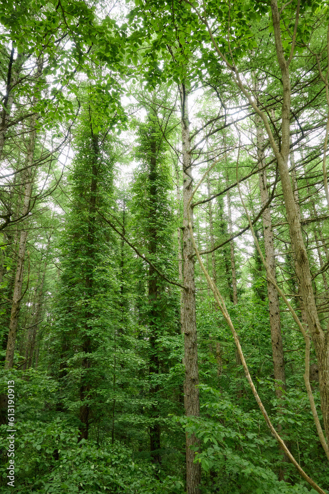 Obraz premium 苫小牧の森 / Forest in Tomakomai