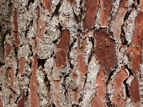 Corteza de árbol en macro