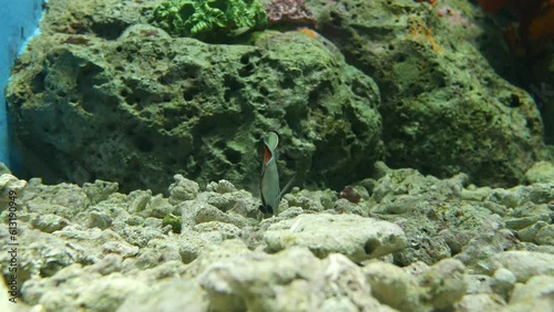Beautiful fish in the aquarium on decoration of aquatic plants background. A colorful fish in fish tank.