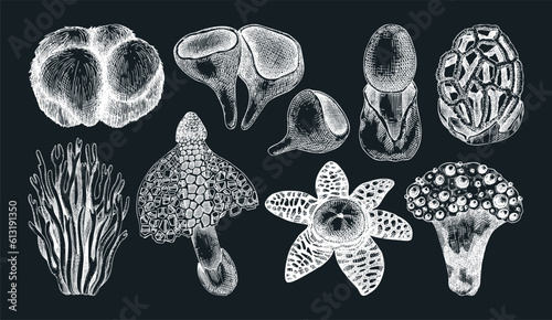 Exotic mushroom sketches. Hand-drawn fungi illustration in vintage style. Exotic forest plant. Weird mushroom drawings isolated on chalkboard