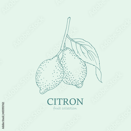 Lemon, citron, logo,lime , lemon branch , line art, sketch, drawing, fruit,  illustration, lemons and leaves, citrus ,  fruits