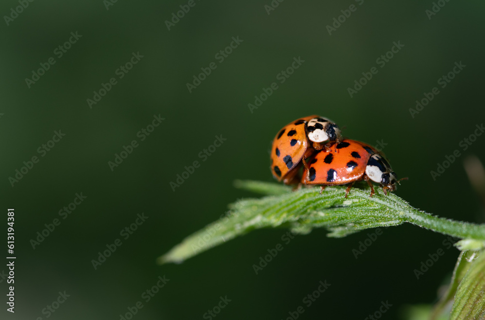 Fototapeta premium Two small red Asian ladybirds with many black spots, sitting on a green leaf, with the aim of breeding. The background is green and there is plenty of room for text