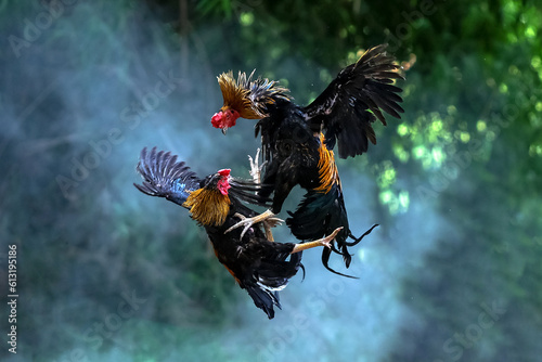 Two cocks fighting. beautiful battle of the Roosters. photo