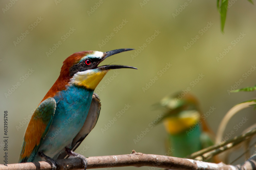 A multicolored European bee-eater resting on a chaste tree branch near its nest. Merops apiastrer. Migratory birds.