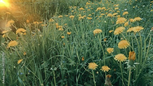 the road in yellow dandelions evening sunshine 4k video