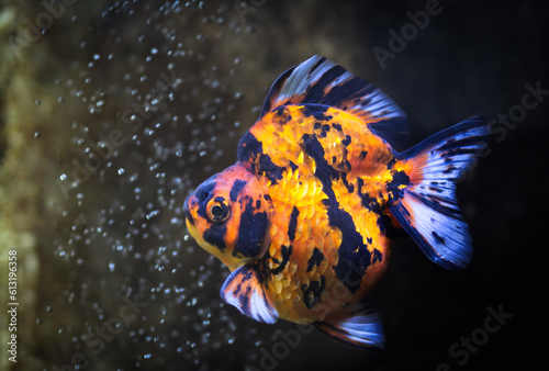 Colorful Goldfish swimming in the tank on black background.