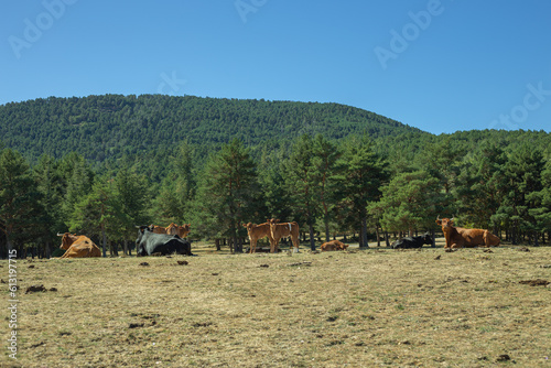 Cows in the mountains
